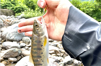渓流釣りの王道 ヤマメ