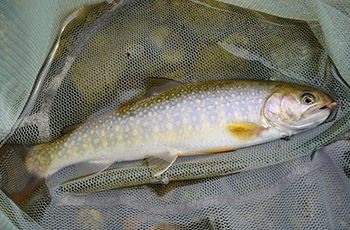 渓流の奥深さを感じる魚 イワナ