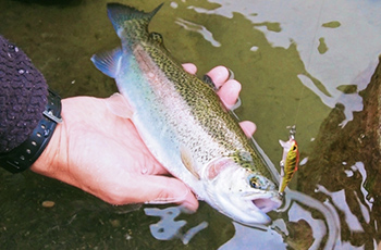 初心者に一番おすすめ ニジマス